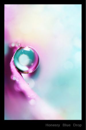 Honesty Blue Drop.jpg